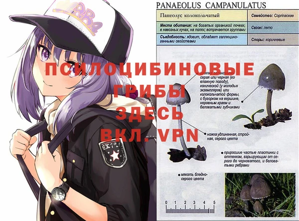 apvp Алексин